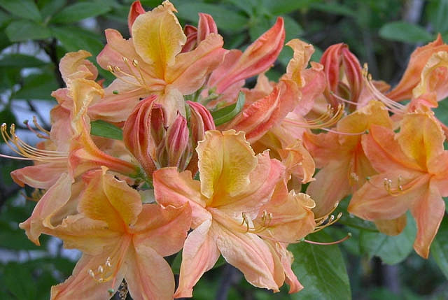 Rhododendron 'Golden Lights','Golden Lights' Rhododendron, 'Golden Lights' Azalea, Late Midseason Azalea, Deciduous Azalea, Orange Azalea, Orange Rhododendron, Orange Flowering Shrub